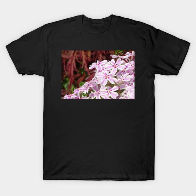Phlox Subulata Candy Stripe T-Shirt by AH64D